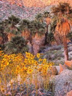 California Fan Palms and Brittlebush at Sunrise, Anza-Borrego Desert State Park, California.jpg